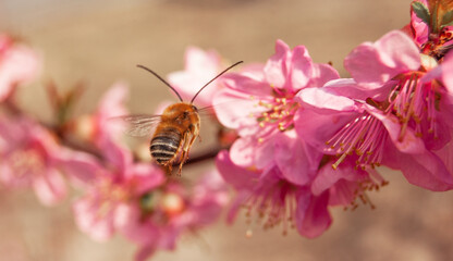 cherry blossom and a bee