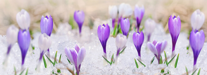 panoramic view on crocus blooming in the snow
