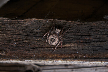 Close-up night photo of a spider. Wood texture in the background.