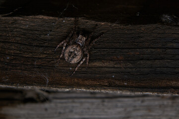 Close-up photo of a spider on a wooden background.