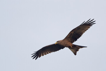 Yellow-billed Kite (Milvus aegyptius) in flight, Gambia.