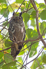 Greyish Eagle Owl (Bubo cinerascens), roosting in a tree, Gambia.