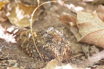 Standard-winged Nightjar (Macrodipteryx longipennis) roosting on the ground in a forest, Gambia.