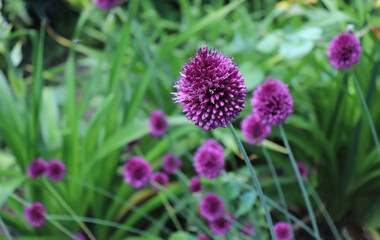 Obraz premium Allium Drumstick, also known as sphaerocephalon, produces two-toned, Burgundy-Green flower heads. The flowers open green, then start to turn purple. Amaryllidaceae family.