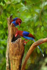Sri Lanka blue magpie or Ceylon magpie (Urocissa ornata) pair sitting on a tree stump.Colorful magpies from Asia sitting on a bare dry branch with a green background.