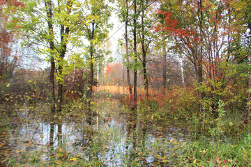 autumn in the forest