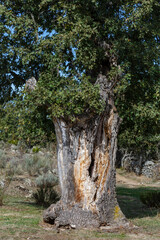 Fototapeta na wymiar Old Pyrenean oak. Quercus pyrenaica. Fresno de la Carballeda, Zamora, Spain.