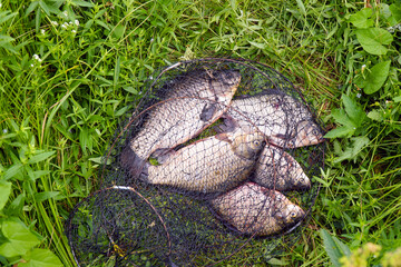 Crucian fish in a cage or a fish tank on the green grass.