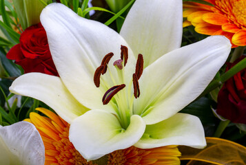 Plakat A beautiful bouquet of white lilies and orange gerberas