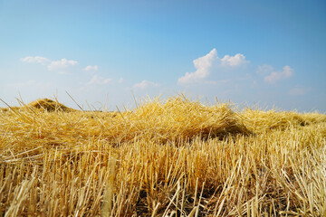 Beautiful dry stubble on the field against the sky