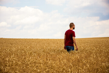 Naklejka na ściany i meble A young man crosses a wheat field lonely and alone. He seems to be deep in thought.