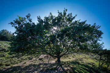 Fototapeta premium Rural dry bush and grassland with blue cloudless skyline landscape in South Holland, Leiden, NL