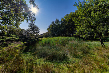 Example of Dutch grassland in early autumn, Leiden, NL