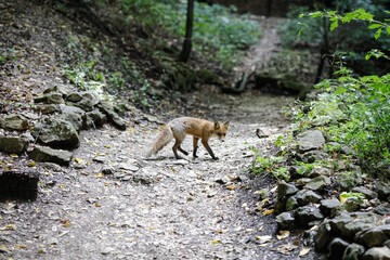A red fox is walking close to hikers in a forest in Romania. Many foxes in the area stay near people to get food. Self-domestication of wild animals.
