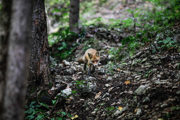 Naklejka na ściany i meble A red fox is walking close to hikers in a forest in Romania. Many foxes in the area stay near people to get food. Self-domestication of wild animals.