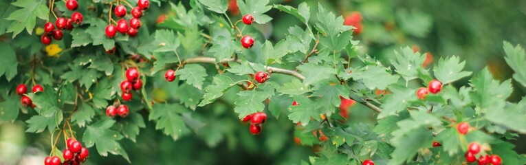 Hawthorn with red fruit, Crataegus monogyna, . Natural beautiful banner.