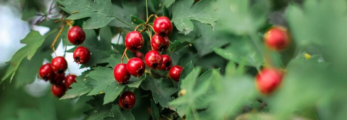 Hawthorn with red fruit, Crataegus monogyna, . Natural beautiful banner.