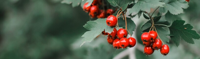 Hawthorn with red fruit, Crataegus monogyna, . Natural beautiful banner.