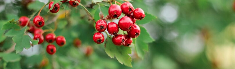 Hawthorn with red fruit, Crataegus monogyna, . Natural beautiful banner.