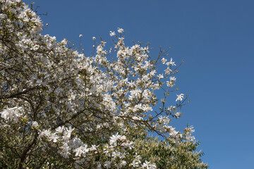 White Spring Flowers on a Willow Leaved or Anise Magnolia Tree (Magnolia salicifolia 'Wada's Memory') in a Country Cottage Garden in Rural Devon, England, UK