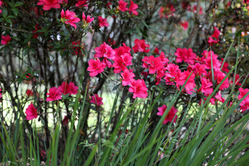 Beautiful display of bright pink Azelea flowers in a garden setting