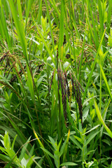 Rice berry in the rice field.