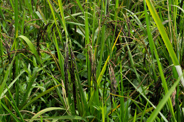 Rice berry in the rice field.