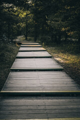 Fototapeta premium A wooden path in the deep forest with pine trees.