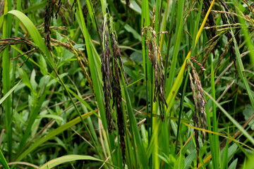 Rice berry in the rice field.