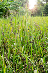 Rice berry in the rice field.