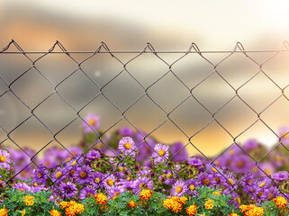 wire fence. seamless chain link fence. industrial fence and garden flowers