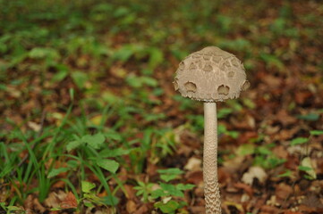 Parasol mushroom in the forest