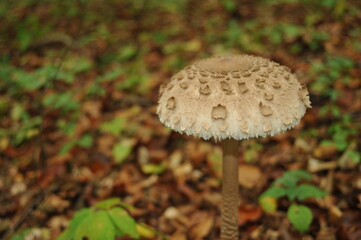 Parasol mushroom in the forest