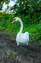 White swan onlake shore. Swan on beach. Swan on shore