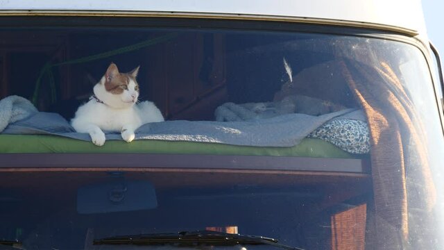 Cat laying on bed in rv integra camper car and looking around trought front window pane. Motorhome traveling with pet.