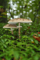Parasol mushroom in the forest