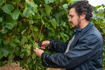 Australian/Argentinian winemaker and viticulturist picks Chardonnay grapes at the vineyard in Lenswood the Adelaide Hills of South Australia