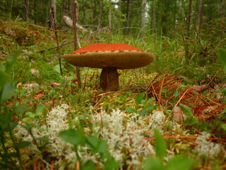 mushrooms in the forest