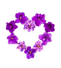 Double purple saintpaulia flowers in the shape of a heart on a white