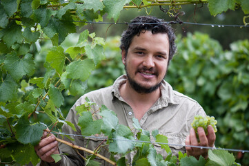Australian/Argentinian winemaker and viticulturist picks Chardonnay grapes at the vineyard in...