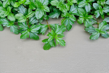 leaves on wall