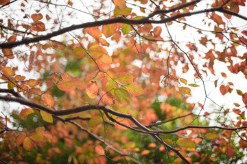 秋の紅葉