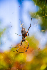 Grosse Araignée tropicale de l'île de la Réunion nommée Bib sur sa toile dans la nature de la...