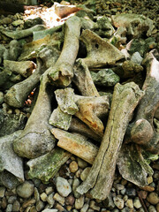 old animal and human bones
