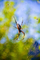 Grosse Araignée tropicale de l'île de la Réunion nommée Bib sur sa toile dans la nature de la...