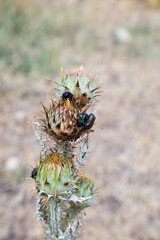 Cynara Cardunculus or Artichoke Thistle flower blooming in wild meadow. Insects on the artichoke flower in meadow.
