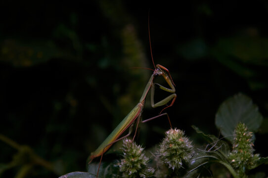 Green mantis posing in the night. Close-up photo of the mantis.