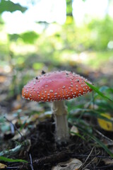 Amanita muscaria mushroom growing in the forest