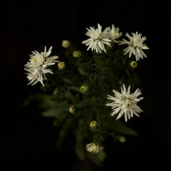Flower on a black background