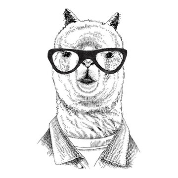 Hand drawn dressed up llama in hipster style
